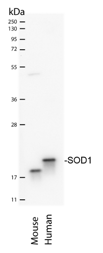 western blot using anti-SOD1 antibodies aa 80-96